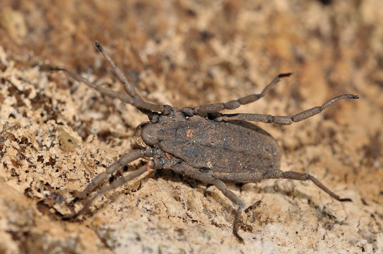 Un bel ragnotto piatto Trogulidae